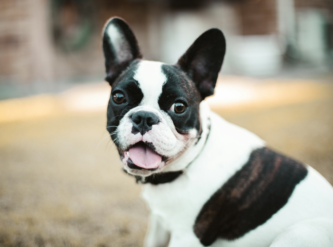 A black and white French Bulldog sitting on the grass