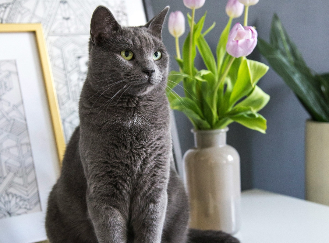 A gray cat sitting on a table