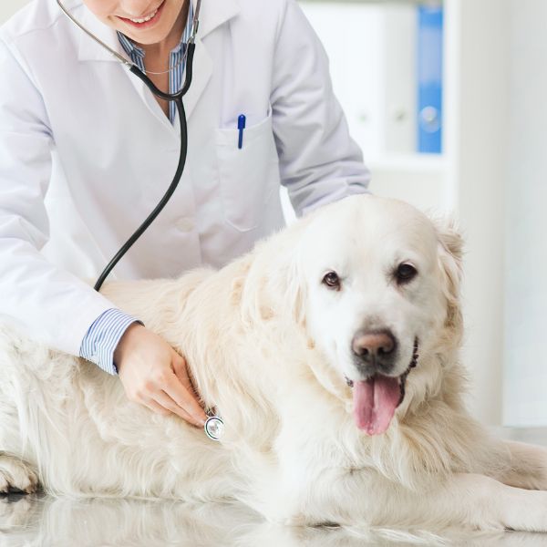 A veterinarian examining a dog