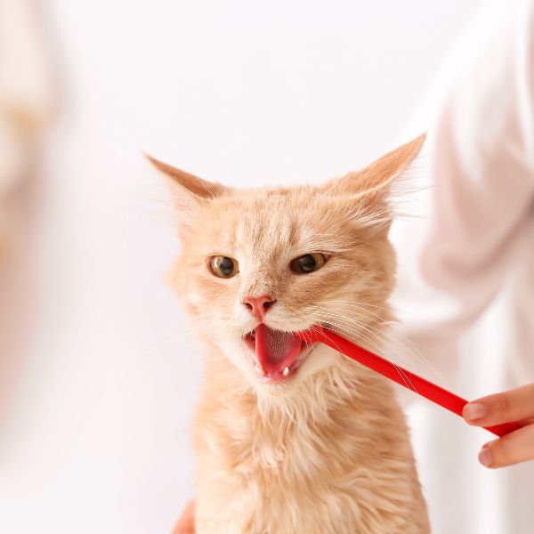 A vet cleaning a cat's teeth