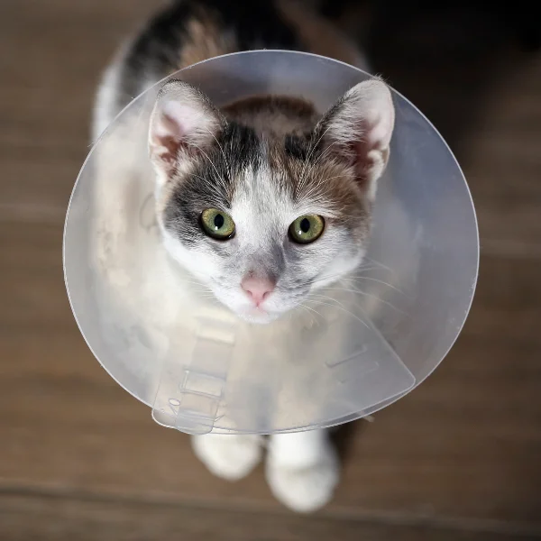 A calico cat is looking up at the camera while wearing a plastic cone (Elizabethan collar) around its neck. The cat’s green eyes are wide open, and it has a slightly inquisitive expression. The background is a wooden floor, and the image is centered on the cat’s face, highlighting its bright eyes and the protective cone.