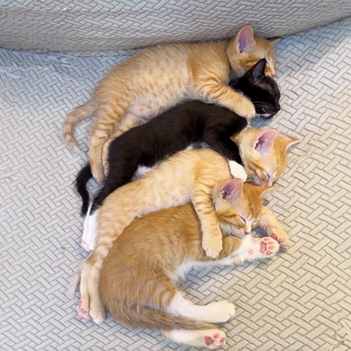 Four kittens sleeping together