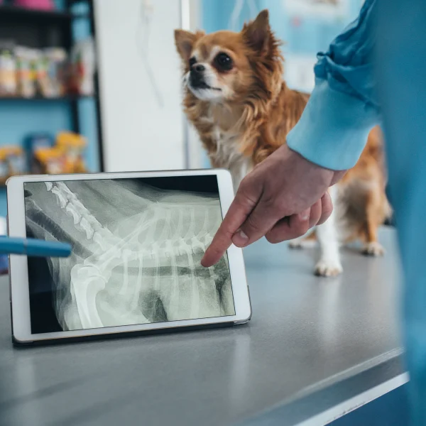 A veterinarian is pointing to a digital X-ray displayed on a tablet, which shows the skeletal structure of a small dog, likely a Chihuahua. The dog is standing on an examination table, looking alert. The focus is on the X-ray and the veterinarian's hand, indicating a discussion or diagnosis.